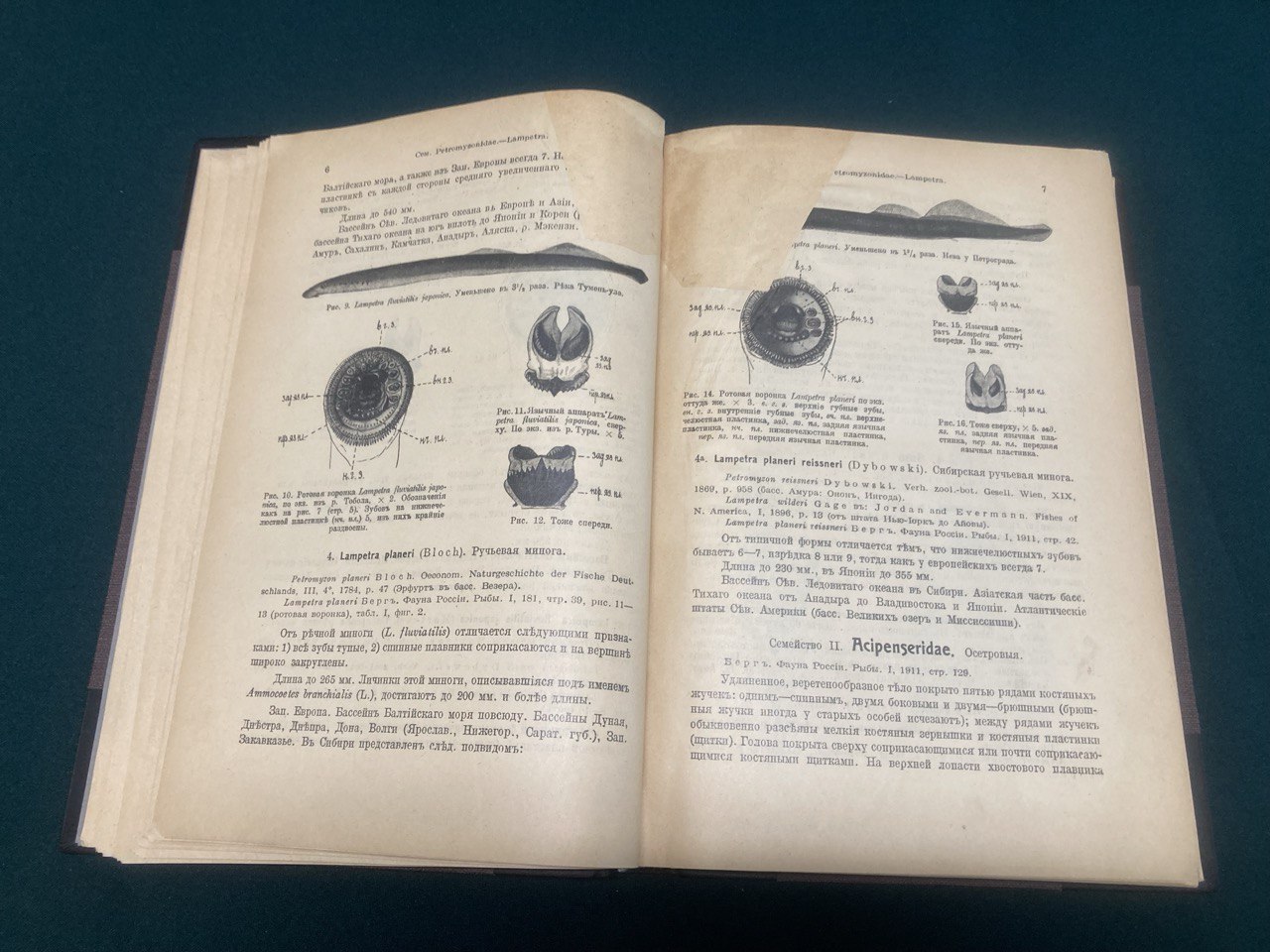 Берг Л.С. " Рыбы пресных вод Российской империи".